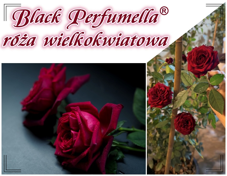 Black Perfumella róża wielkokwiatowa